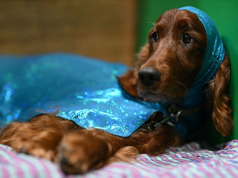 An Irish Setter sits in its pen on the final day of the Crufts.