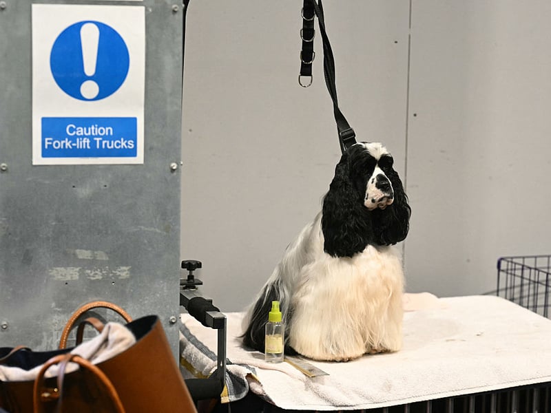 An American Cocker Spaniel is prepared ahead of judging in the Gundog Group