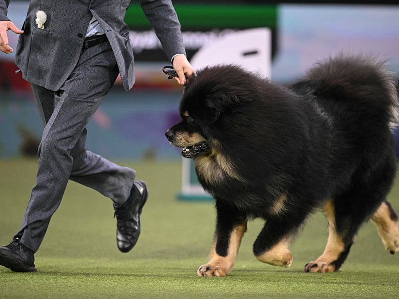 Working Group winner, Viking the Tibetan Mastiff, in the showring.