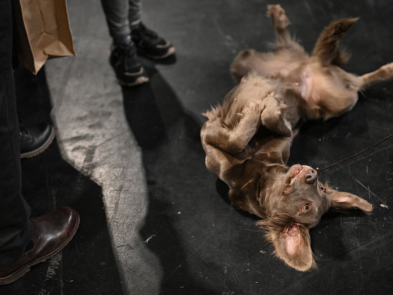 A Weimaraner dog lies on the ground before being judged.