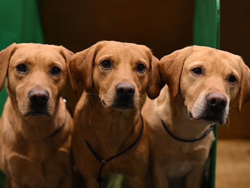 Labradors look out from their pen in the gamekeeping section of Crufts.