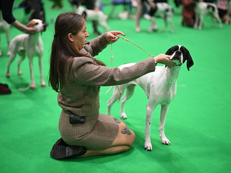 A judge checks a pointing dog at Crufts.