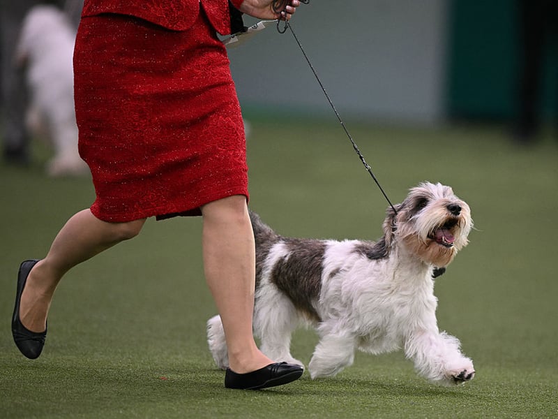 Hound Group winner, Meghan the Petit Basset Griffon Vendeen stretching her legs.