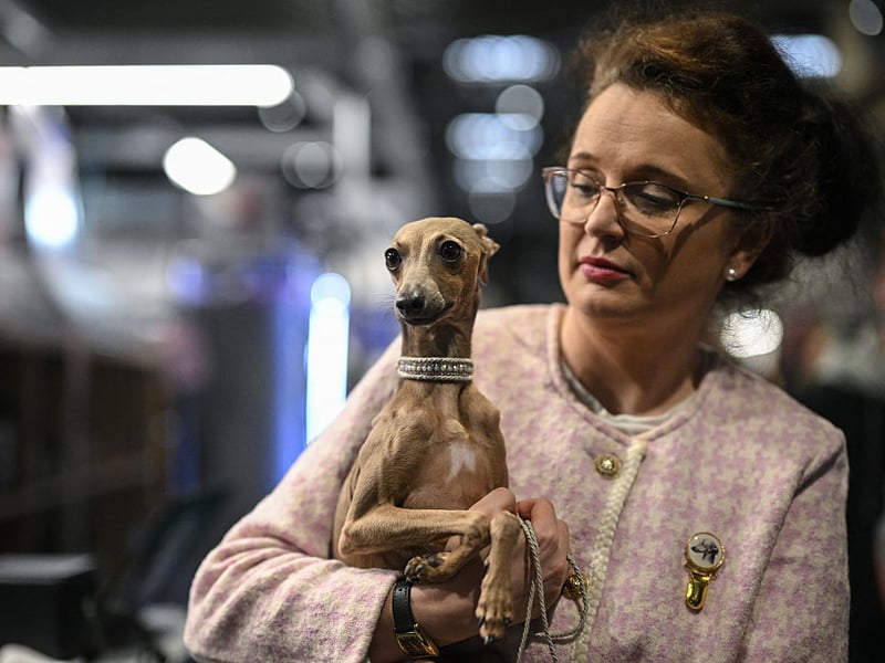 A woman holds her Italian Greyhound amongst the stalls on the final day of the Crufts dog show.