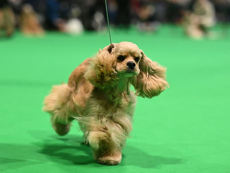 An American Cocker Spaniel is shown in the ring in the Gundog Group.