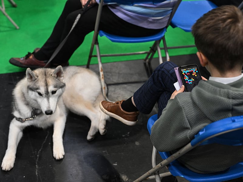A young man plays a game while he waits with his Siberian Husky.