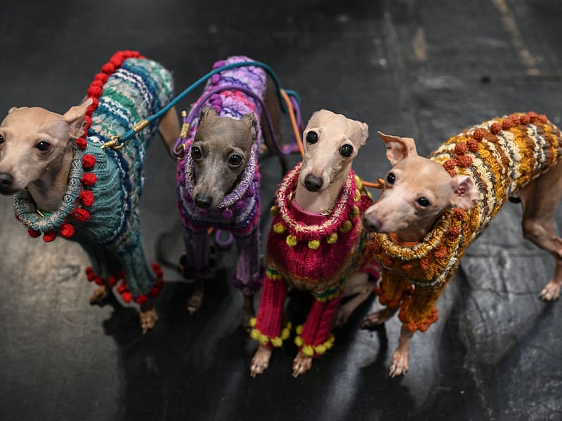 Italian Greyhounds wearing coats.