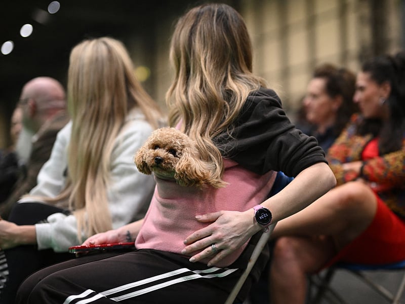 A woman sits with her Toy Cavapoo dog in a pouch as she watches judging.