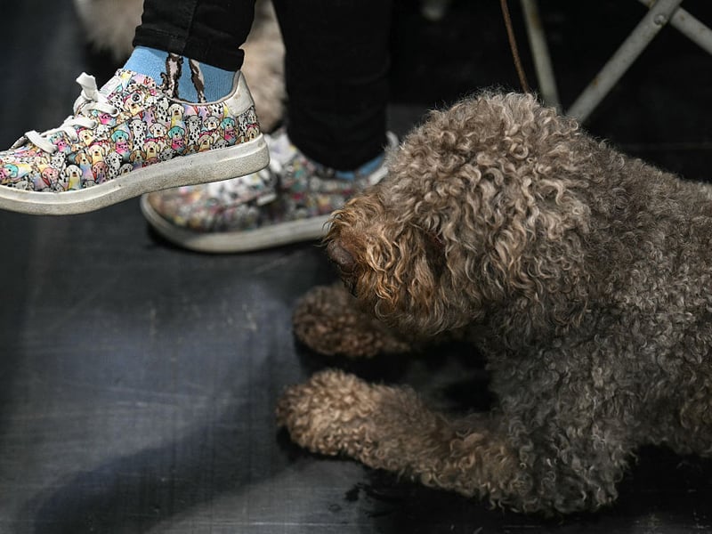 A woman with dog-themed footwear sits with her Lagotto Romagnolo.