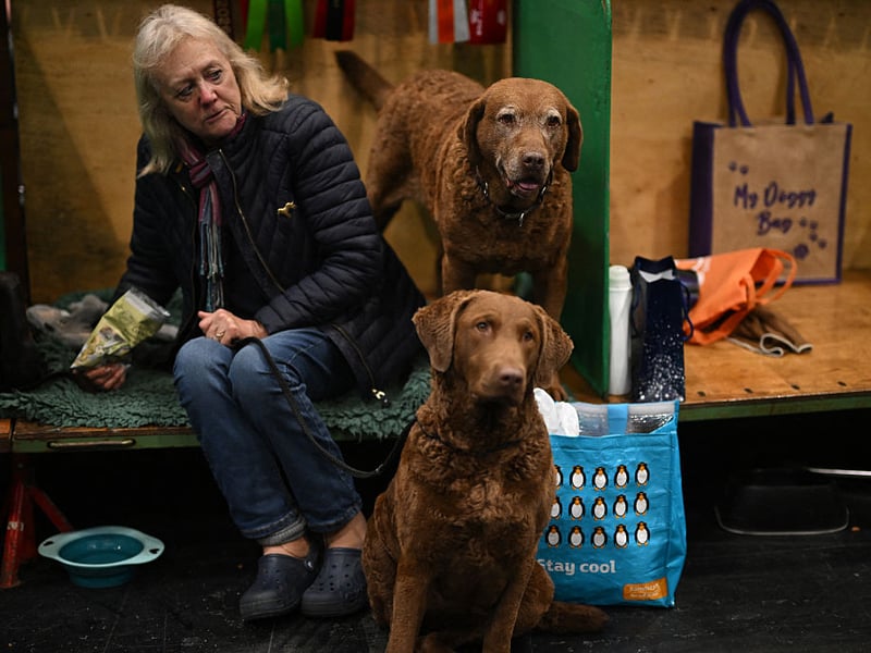 A woman sits with a pair of Chesapeake Bay Retrievers.