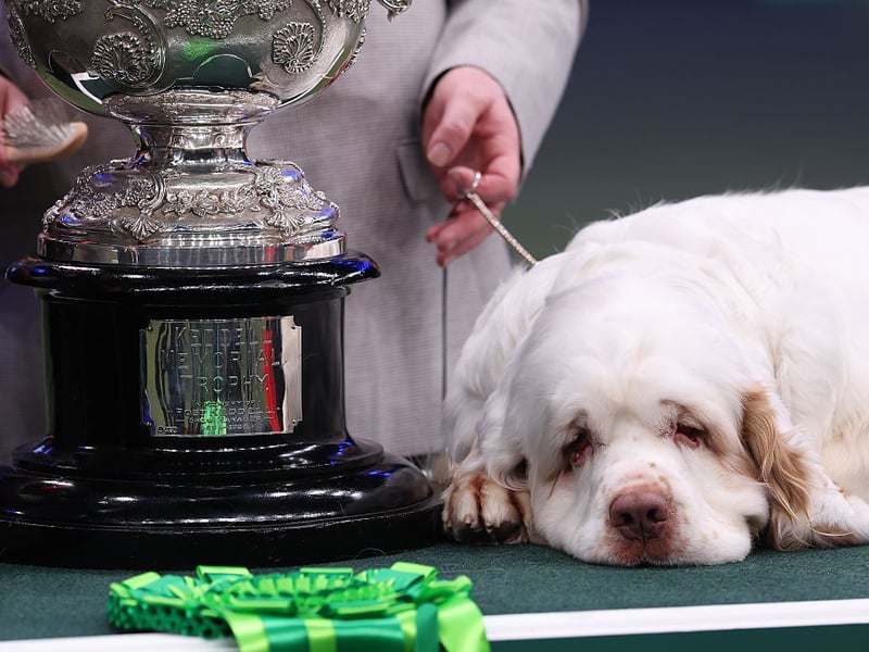 Bruin has a little rest after the excitement of winning Best in Show at Crufts.