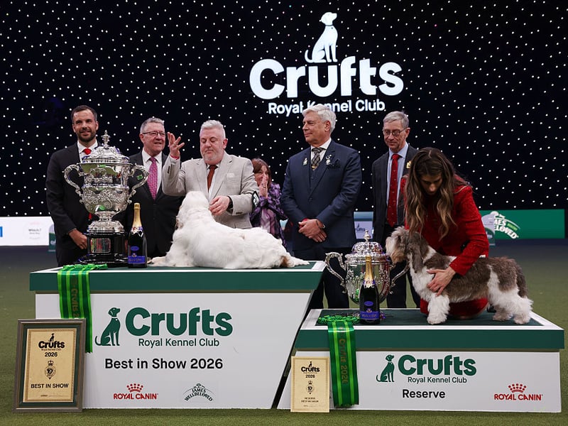 Bruin alongside the Reserve Best in Show - Meghan the Petit Basset Griffon Vendeen from Croatia.