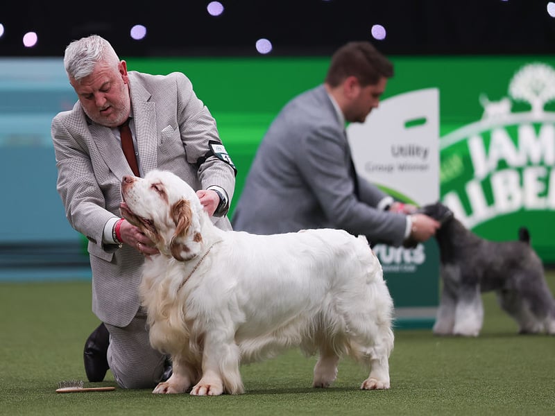 Bruin's Kennel Club name is the grand-sounding Vanitonia Soloist.