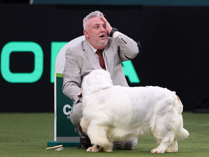 Lee realises that his dog has won Best in Show.