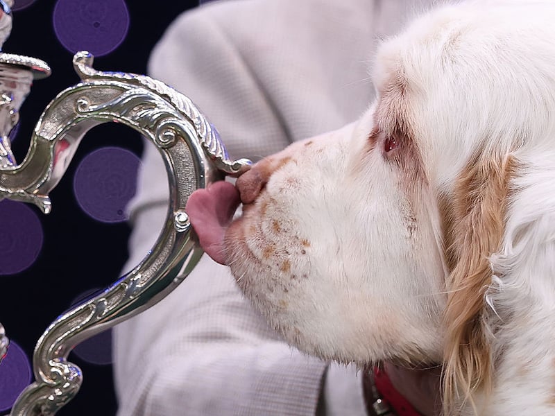 Bruin has a quick lick of his Best in Show trophy.