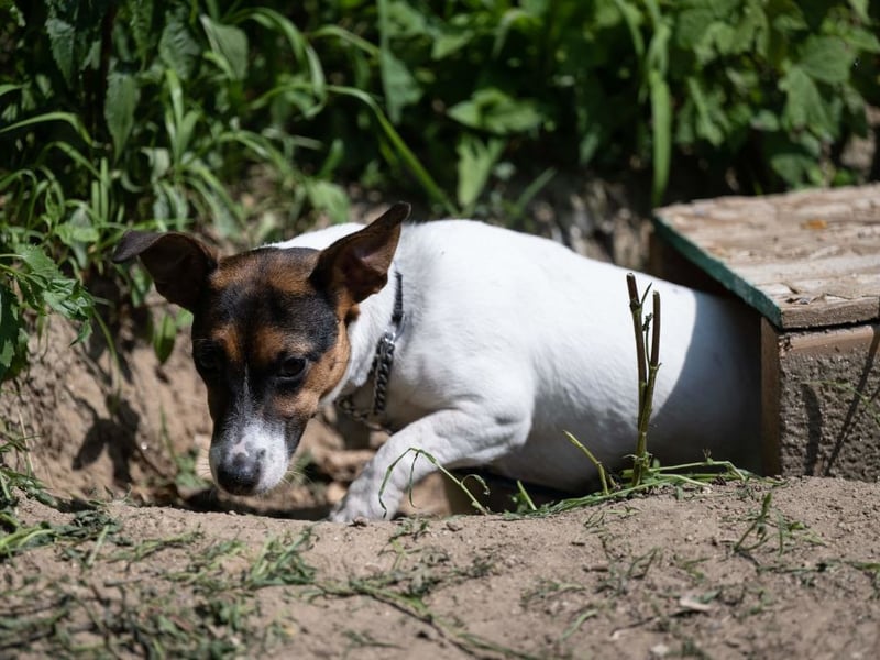 Though they appear bold and confident, Jack Russells need lots of attention and stimulation to rmain happy and healthy. They may become anxious or destructive when bored or separated from their human family for too long.