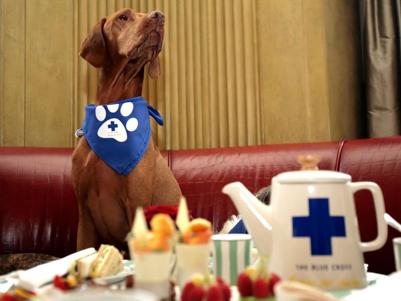 The Vizla, a breed originally from Hungary, are known as the ultimate in 'velcro dogs' as they stick so closely to their owner's side. They hate being left alone for even a short while. 