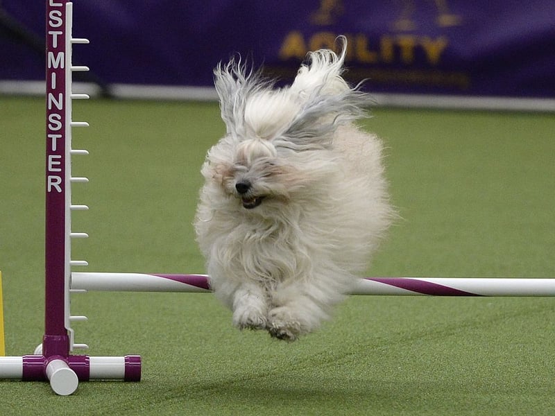 Much like the Bichon Frise, the Havanese is breed created to be a lapdog and desire human companionship above all else. Leaving this Cuban breed alone for too long is a recipe for disaster.