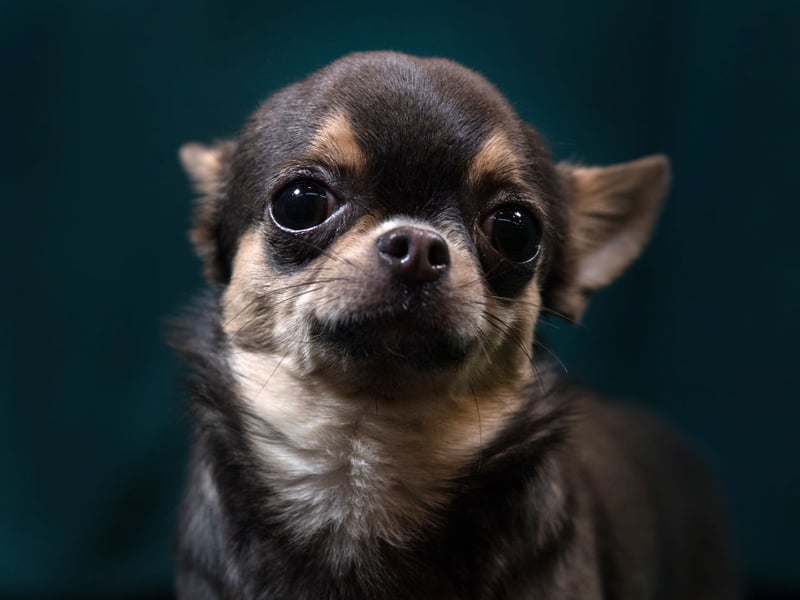 Chihuahuas are perfect dogs for those living in flats but they really hate being left alone. A Chihuahuas missing human company can become destructive or even aggressive when left behind at home. Luckily you can pretty much carry them with you wherever you go. 