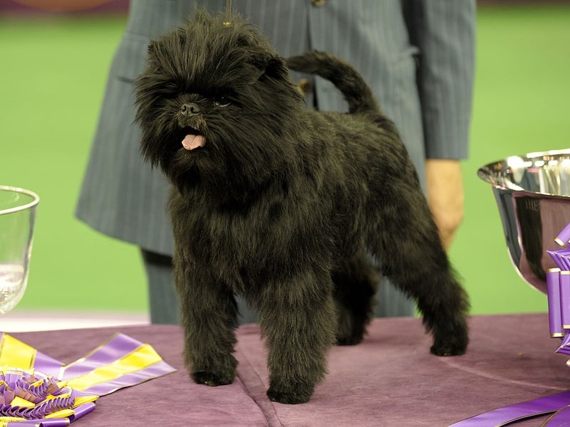No, it's not a small monkey - it's an Affenpincher! It's another small breed that can suffer from separation anxiety. The Affenpinscher simply loves its owner so much that it hates to see them go. Leave them alone for long and you may well come home to a mess on the carpet as stress takes over.