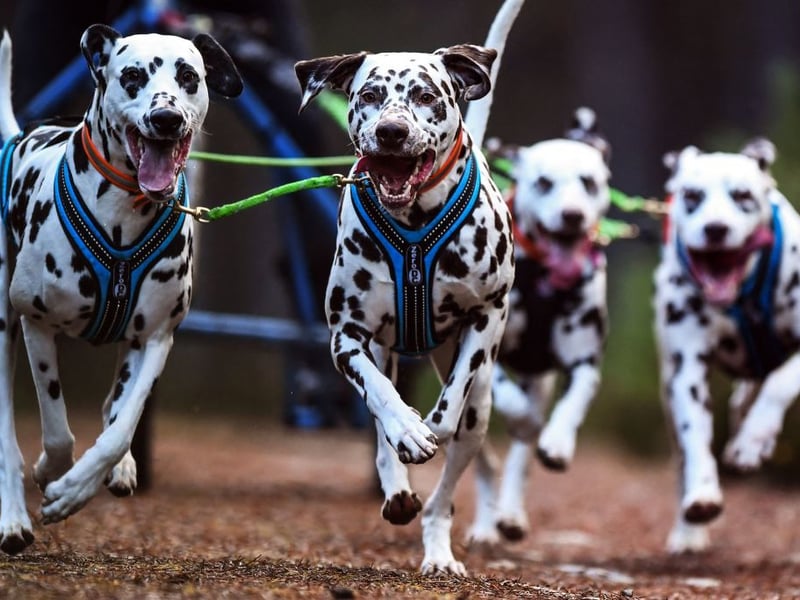 Another breed of 'velcro dog' the Dalmation shouldn't be left alone for more than two hours. If they suffer from separation anxiety you'll know because they'll destroy anything they can get their paws on.