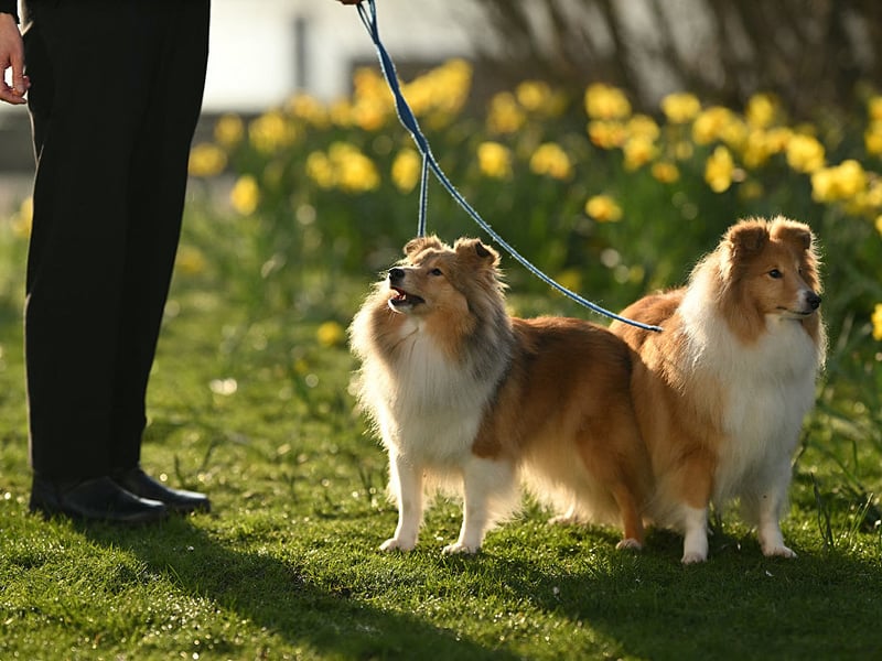 The Sheltie is a naturally bright and affectionate, who have loyalty to their owners baked into their DNA. When left alone they may bark excessively. Another sign of separation anxiety is when they pace up and down a room.