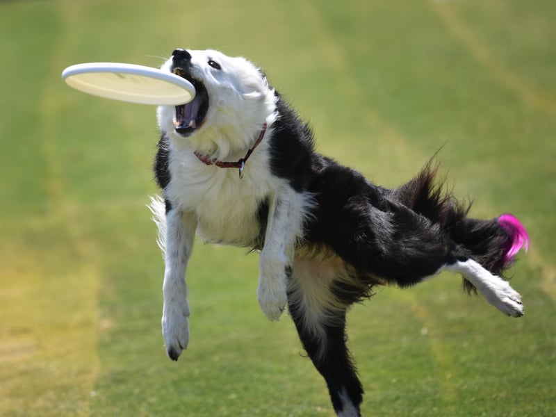 The Border Collie is one of the most active breeds of dog - bred to be out and about with their master herding sheep. Their high energy levels and intelligence mean they need a huge amount of stimulation and regular lack of company will lead to separation anxiety very quickly.