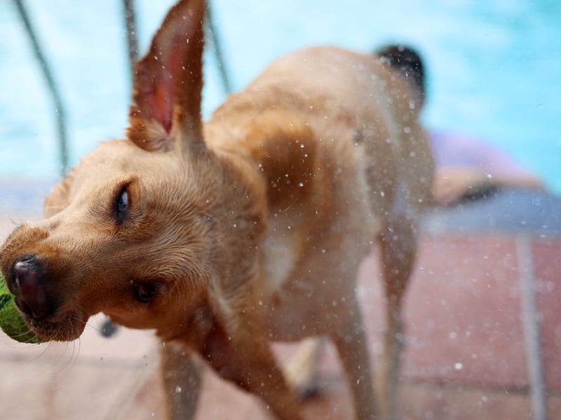 The most popular dog in the UK is loving and loyal - but also prone to loneliness. If your Lab is suddenly barking and chewing then you may need to spend more time with them.