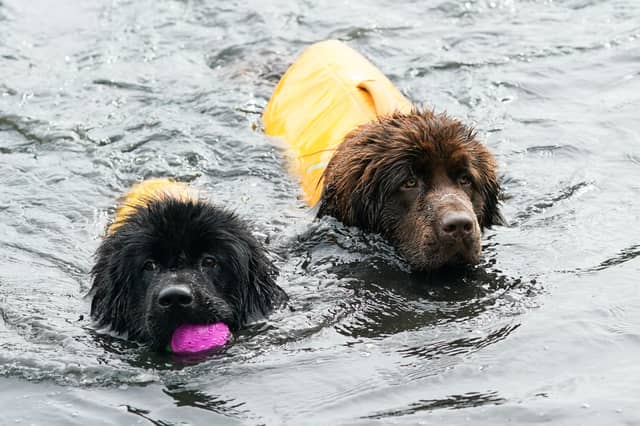 Some dogs just love the water.