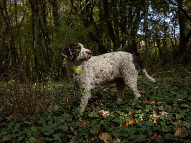An ancient breed though to be the canine from which all water dogs are descended, the Lagotto Romagnolo is now prized for its ability to sniff out precious truffles.