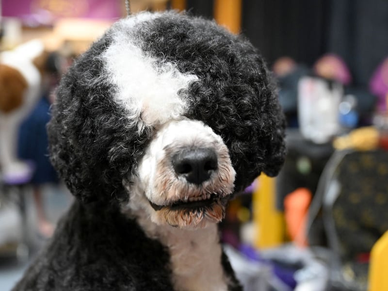 Another breed that has webbed feet perfect for swimming, the Portuguese Water Dog was used by fishermen to herd fish into nets and collect lost equipment from the sea. 