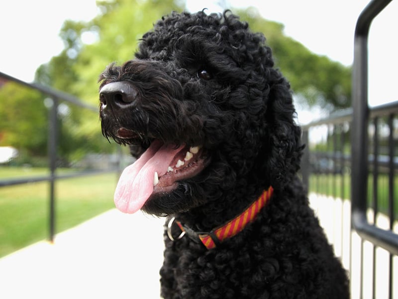 The cute hair which gives the Curly-Coated Retriever its name is ideal for maintaining body temperature on long swims. Like other retrievers they were used to collect felled birds from water.