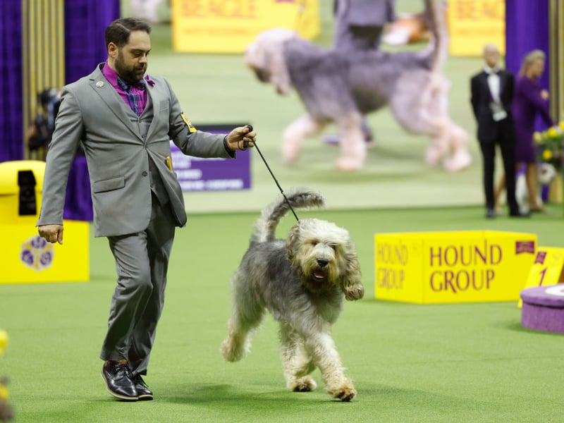 An incredibly rare breed, the Otterhound was, as its name suggests, used to hunt otters in Britain until the practice was outlawed in 1978. An exceptionally strong swimmer, they even have webbed feet for extra speed in the water. 