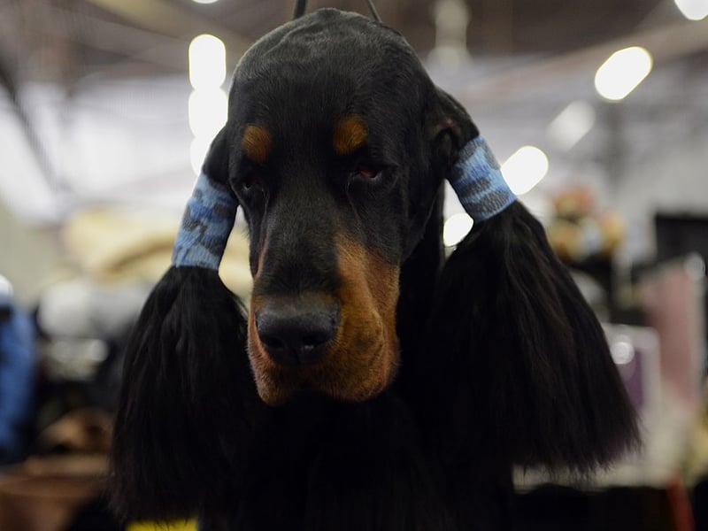 Taking their name from the Duke of Gordon, who established the breed in 19th century Scotland, the Gordon Setter loves long walks and cooling dips in lochs.