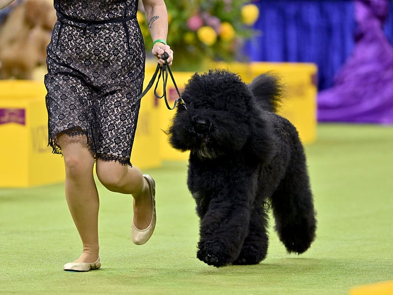 A rare French breed, the Barbet is a natural swimmer with a dense, curly coat and webbed feet. They’re playful, energetic, and happiest when jumping into lakes or ponds.