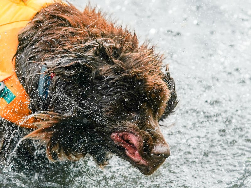 Another Canadian breed at home on the coast, the Newfoundland has a talent for rescuing people from the water. As family pets they enjoy playing in the sea and are still potential lifesavers.