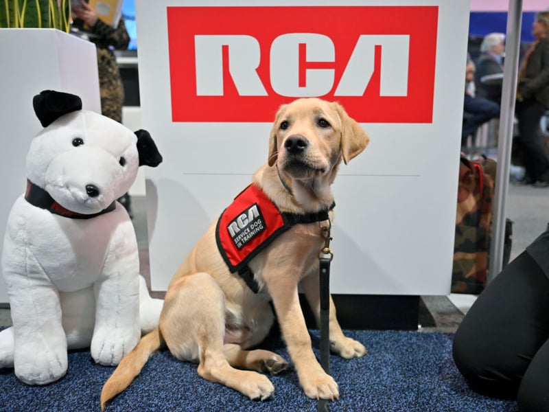 The UK's most popular dog breed, the C was bred to collect shot wildfowl that often landed in the water, so being a good swimmer was crucial. Today Labs are happy to fetch sticks and balls from water for hours on end. 