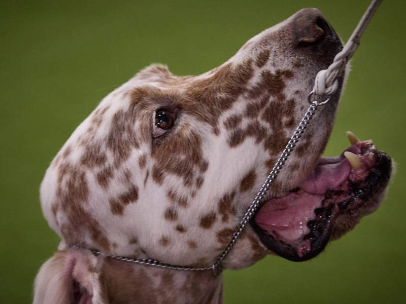 Though better known as a bird dog, English Setters enjoy swimming and are strong, graceful in water. Their energy, endurance, and love of outdoor play translate well to aquatic settings.