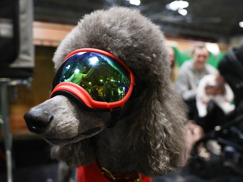 Many new Poodle owners are amazed by how much their pet likes swimming. It shouldn't be a shock though, as the breed's name derives from the German word 'pudl', which means 'to splash in water'.