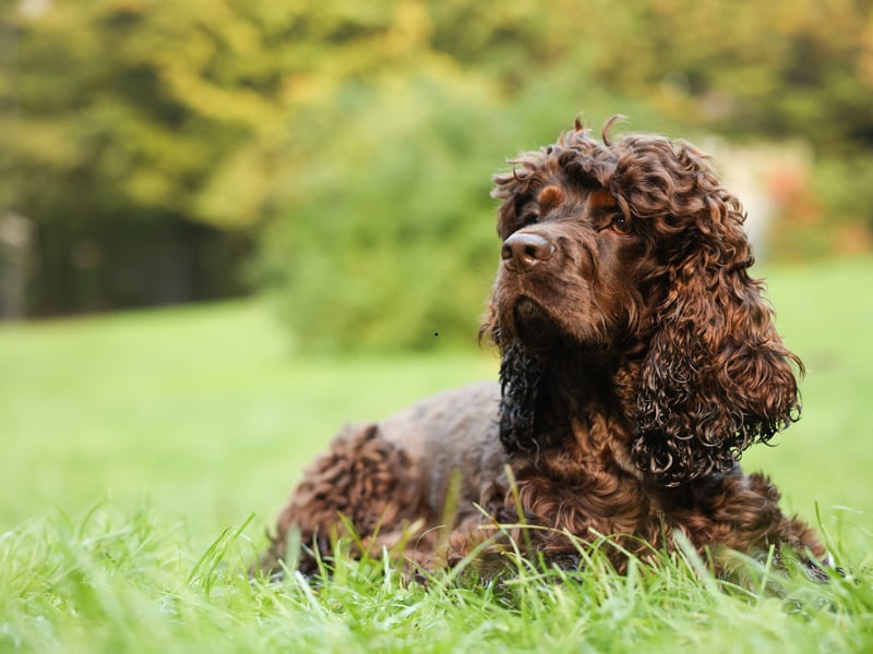 These curly-coated dogs are expert swimmers with great stamina. Known for their buoyant build and unique 'rat tail' (which you can see clearly in this picture) they retrieve game from water effortlessly and enjoy water play year-round. 