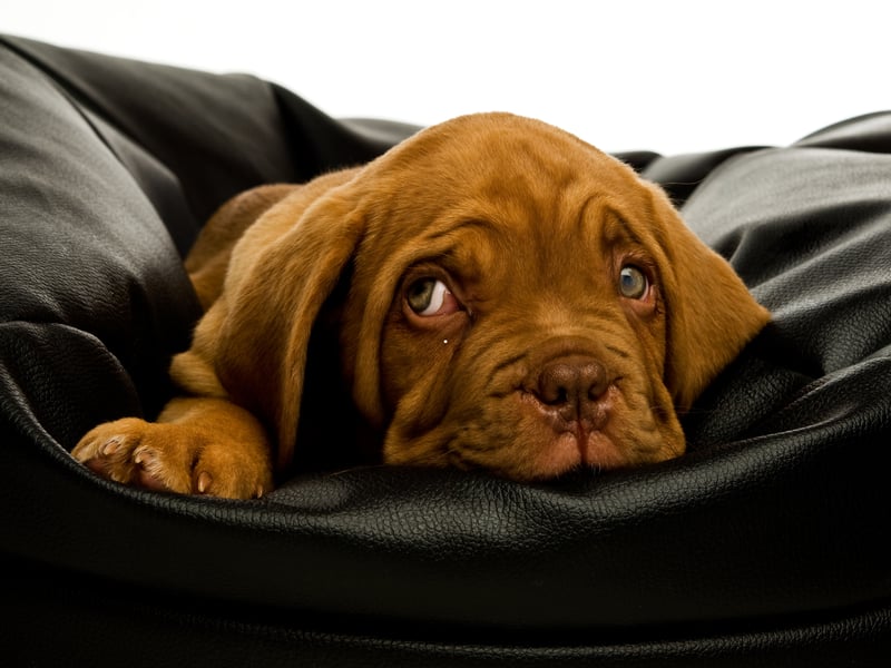 Also known as the French Mastiff, the Dogue de Bordeaux has the shortest average life of ang dog breed, tending to live between 5 and 7 years. They have obstacles to overcome from the very start - with one of the highest stillbirth rates of any breed - while their brachycephalic (flat) face means that they are at a higher risk of developing breathing problems than other dogs.