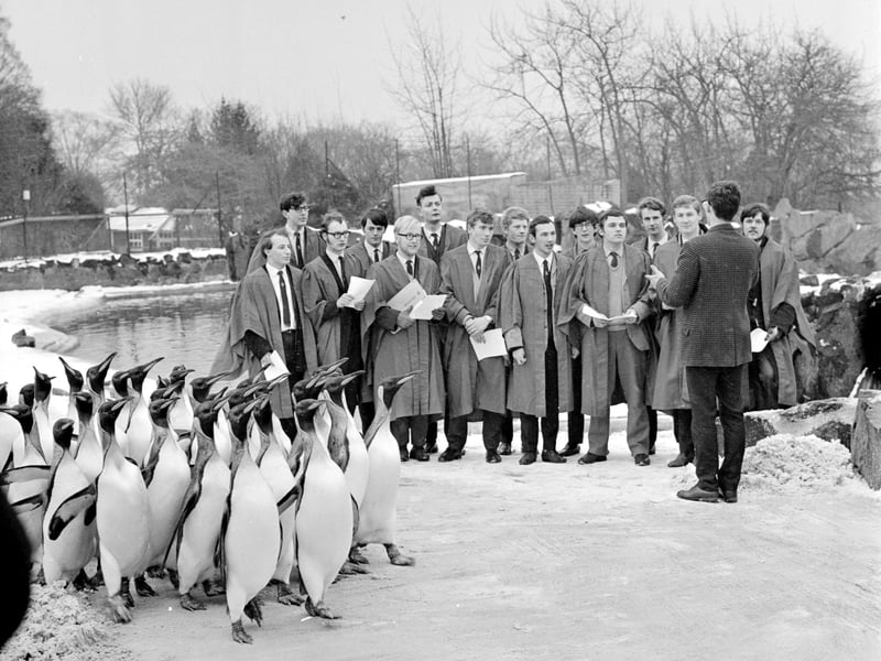 The University of Edinburgh's Glee Club perform with the penguins at Edinburgh Zoo in 1969