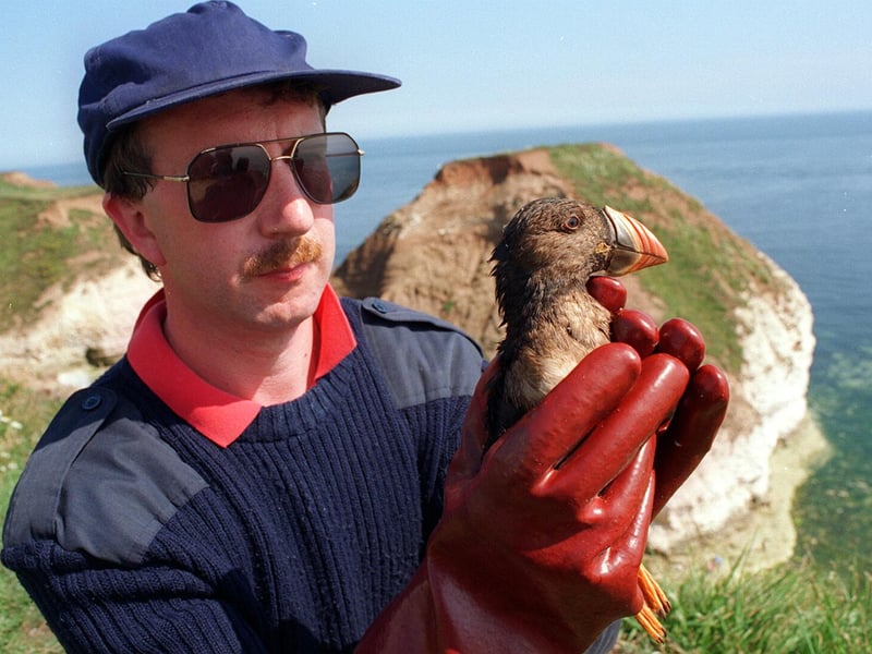 Safe hands. An oiled puffin is rescued by RSPCA volunteer Keith Barrow at Flamborough Head in August 1997.