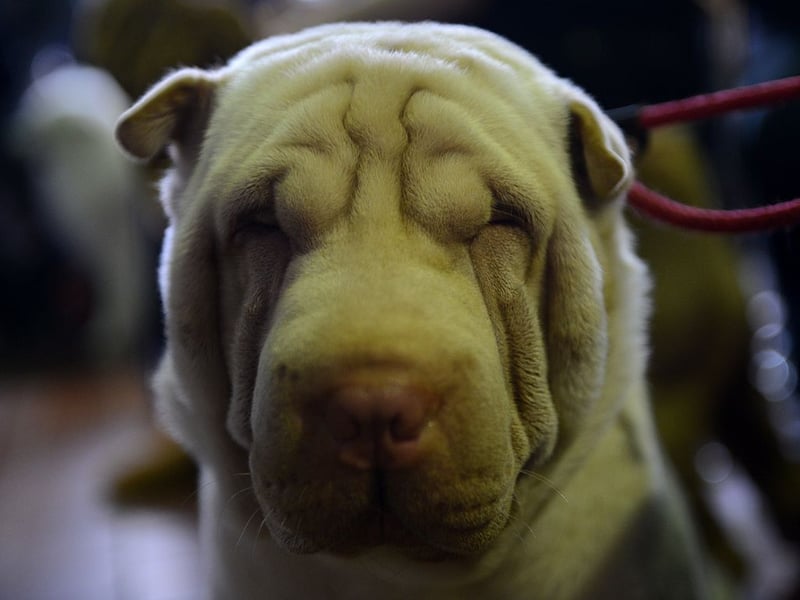 The Shar Pei was nearly driven to extiction in its native China in the 20th century but has staged a comback since. They are expected to live from 8-10 years.