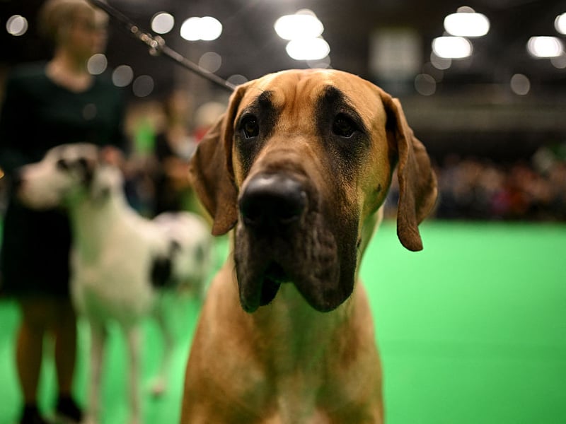 In common with many large dogs, the enourmous Great Danes lives a relatively short life - averaging 7-10 years.