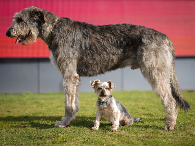 The world's tallest breed of dog is also one of its most short-lived, with an average livespan of 5-7 years.