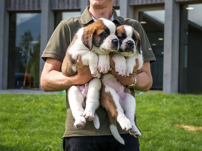 Originally bred for rescue work in the mountains on the Italian-Swiss border, the Saint Bernard tends to live for 8-10 years.