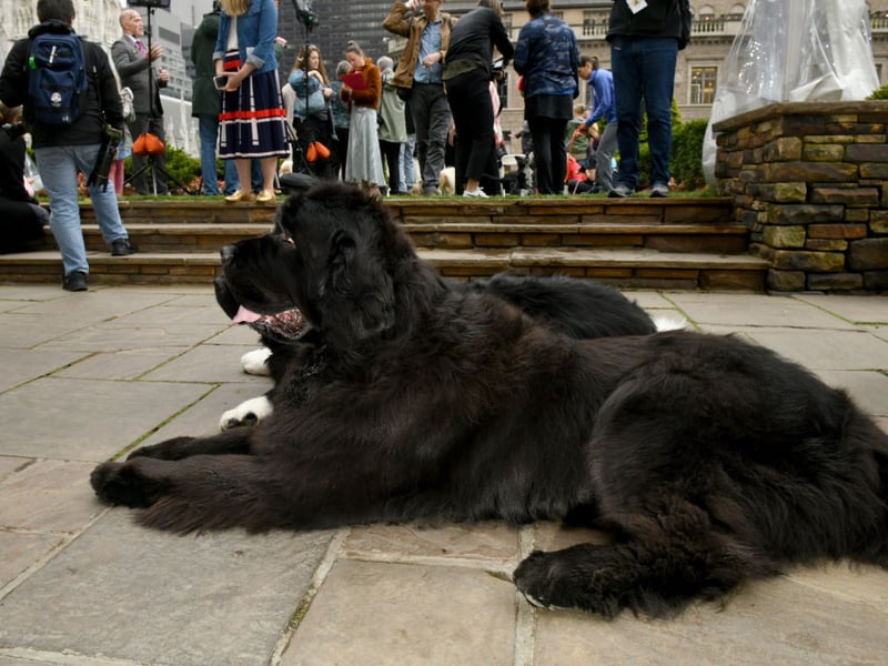Named after the part of Canada in which they were first bred, the Newfoundland has an average lifespan of 8-10 years.