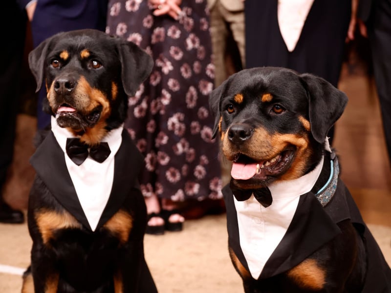 Rottweilers have a list of conditions they are predisposed to in later life - including hip dysplasia, gastric torsion and bone cancer - and tend to live for 8-11 years.