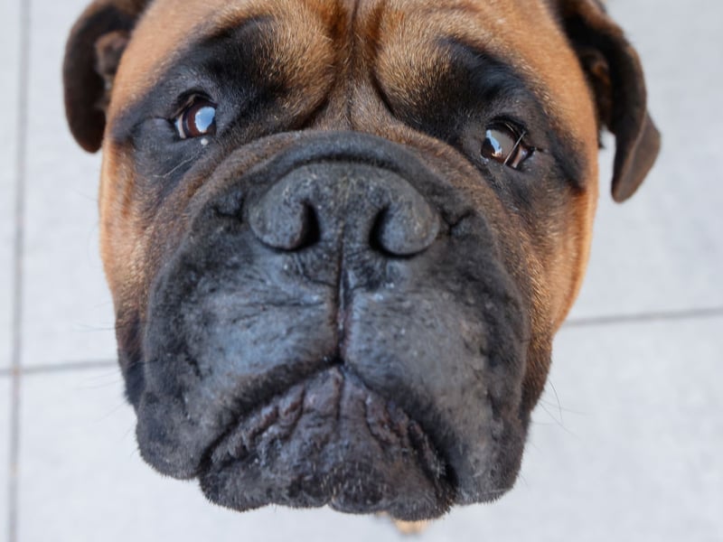 Developed in England to be used as a guard dog, you can expect a Bullmastiff to live from 8-10 years.